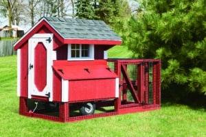 Painted Chicken Tractor