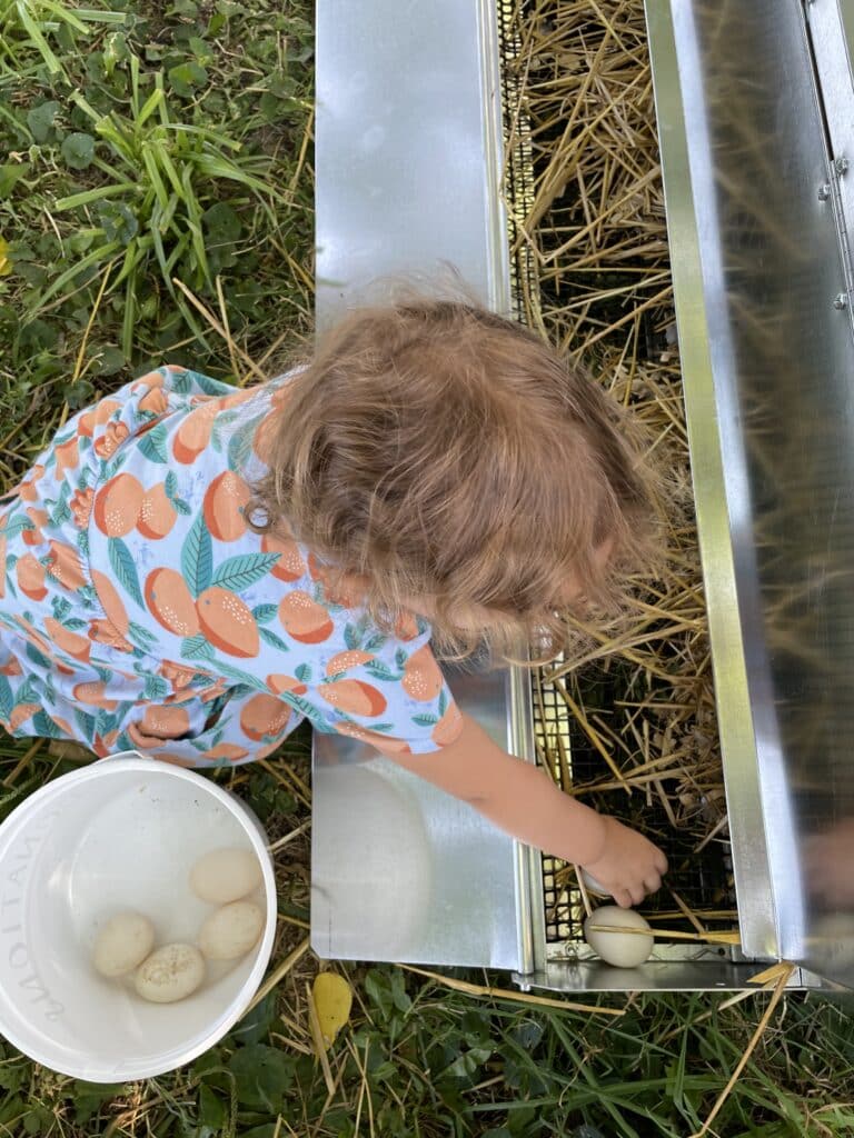 Mobile Chicken And Duck Coops