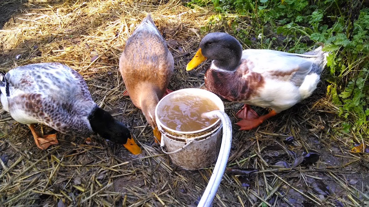 Do Ducks Need a Coop? Happy Farmer